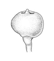 Physcomitrium pusillum, capsule, moist. Drawn from J.K. Bartlett 19686, CHR 405917.
 Image: R.C. Wagstaff © Landcare Research 2019 CC BY 3.0 NZ